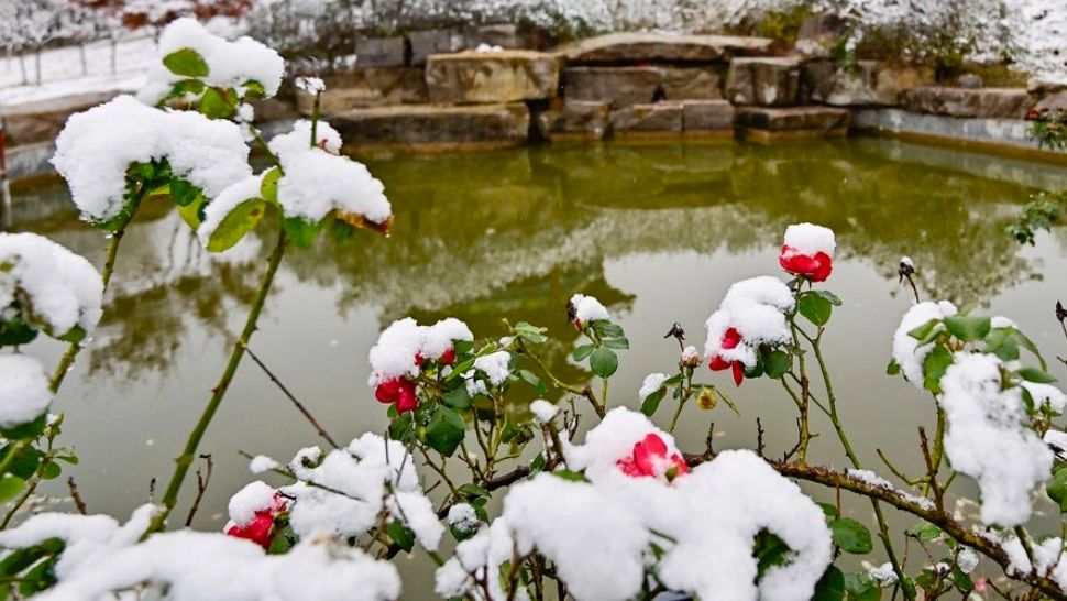 Florile pe care să le plantezi numai în luna decembrie. Vor înflori superb