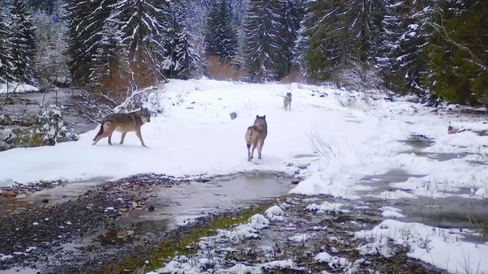 Haită de lupi, filmată pe un drum forestier din Munții Apuseni - FOTO&VIDEO