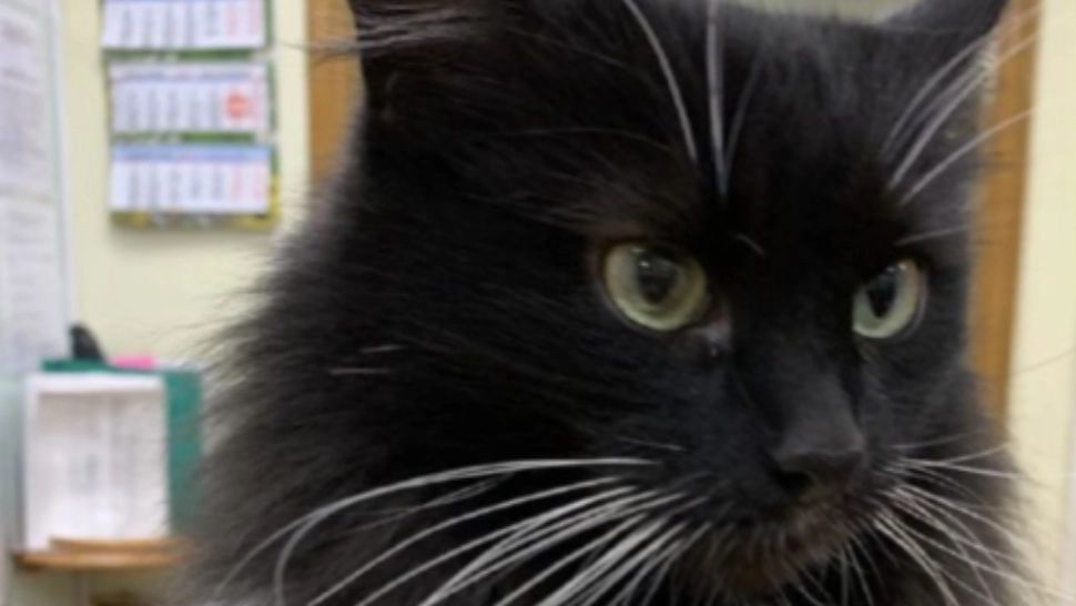 Markiz, motanul-vedetă dintr-o bibliotecă din Moscova, trimis la un adăpost după o plângere depusă de un pensionar