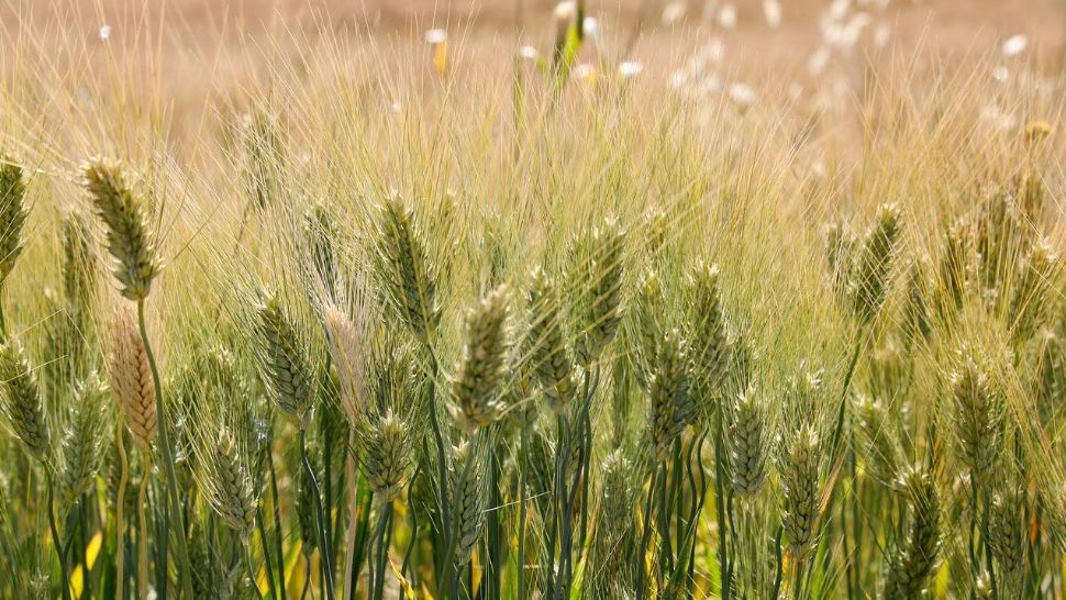 A început depunerea cererilor pentru subvenția de 100 euro/hectar, acordată de Ministerul Agriculturii