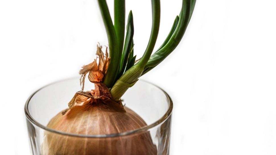 Secretele unei recolte interminabile în propriul apartament: 8 alimente care pot creste din nou din ce rămane după ele