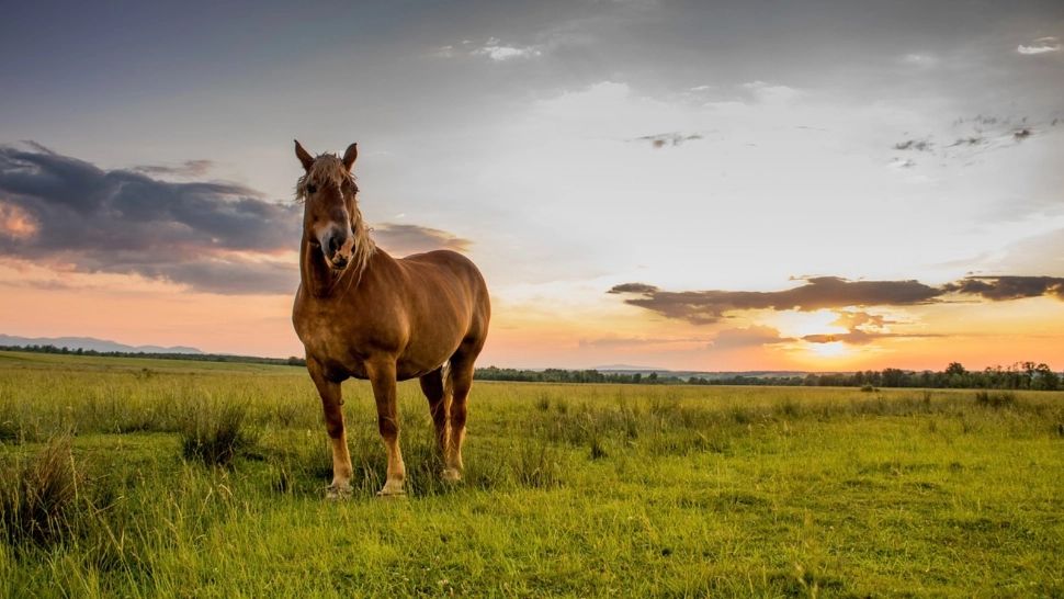 Satul de o frumusețe rară din România unde metrul pătrat de teren se vinde cu doar 1 LEU. Este chiar lângă București