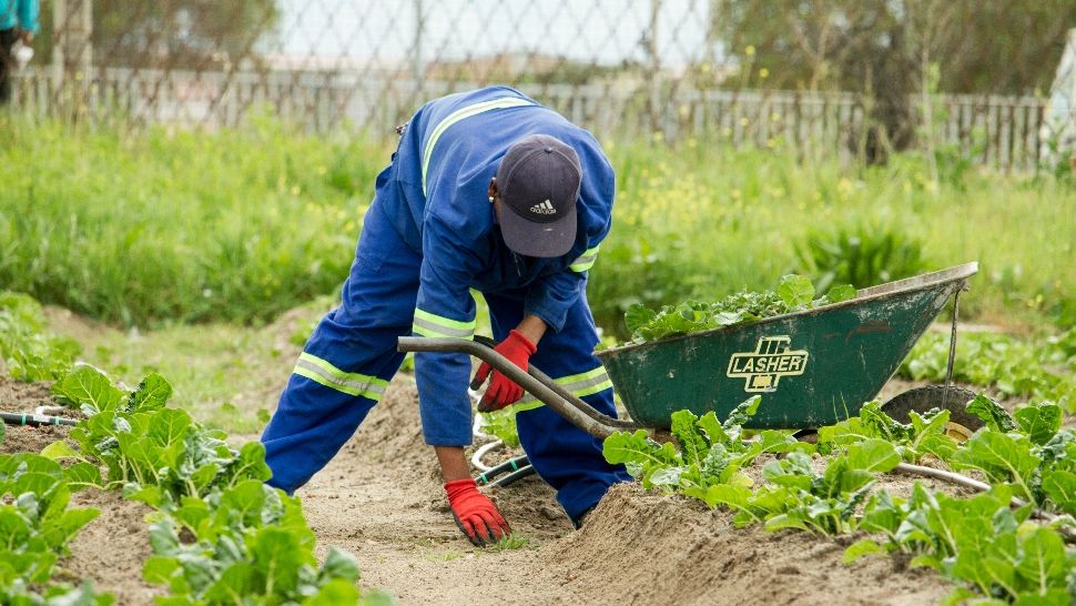 Ce legume se plantează în grădină în luna februarie. Secretele celor mai iscusiți grădinari