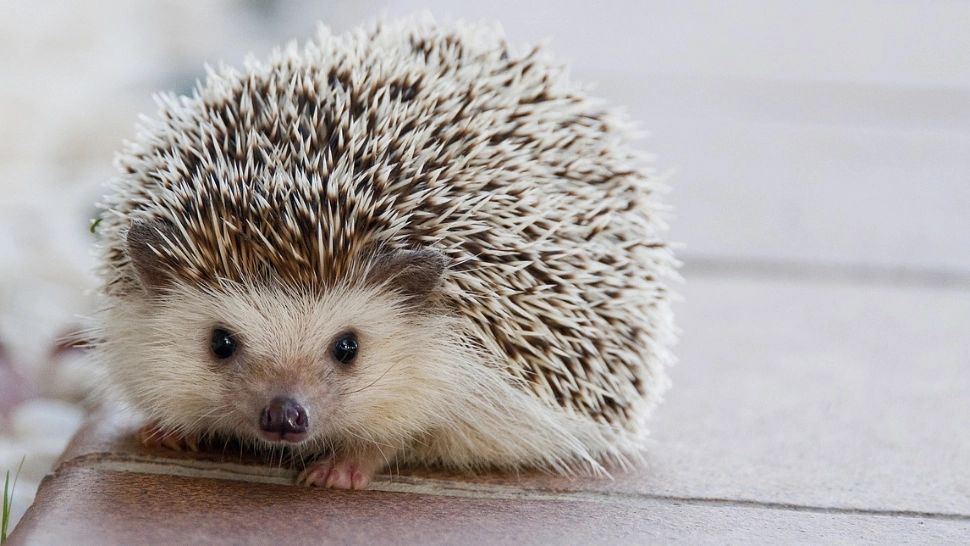 Aricii, supereroii grădinii tale. 8 motive pentru care ar trebui să inviți micile animale țepoase pe lângă casă  