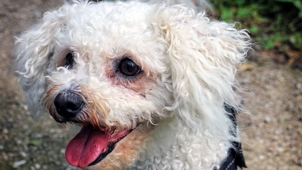 O femeie din Ploiești a fost dată jos din autobuz pentru că era însoțită de un bichon: „Nu este permis accesul cu câini periculoși”