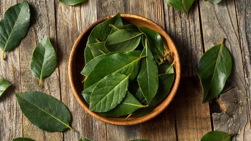  Secretul foilor de dafin de pe calorifer. Obiceiul pe care românii îl practică în fiecare iarnă 