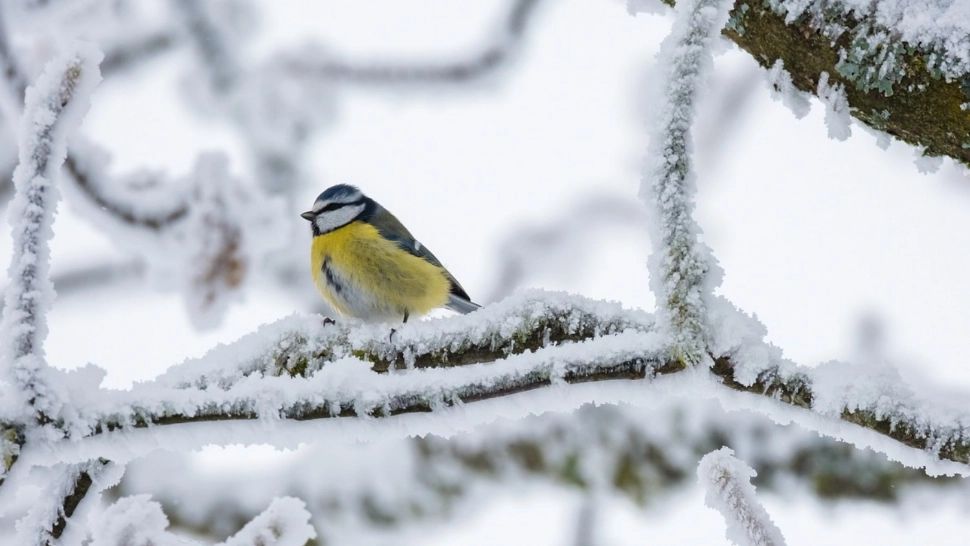 Prognoza meteo 11 ianuarie. Ger în toată țara, vânt puternic: rafale de până la 90km/h
