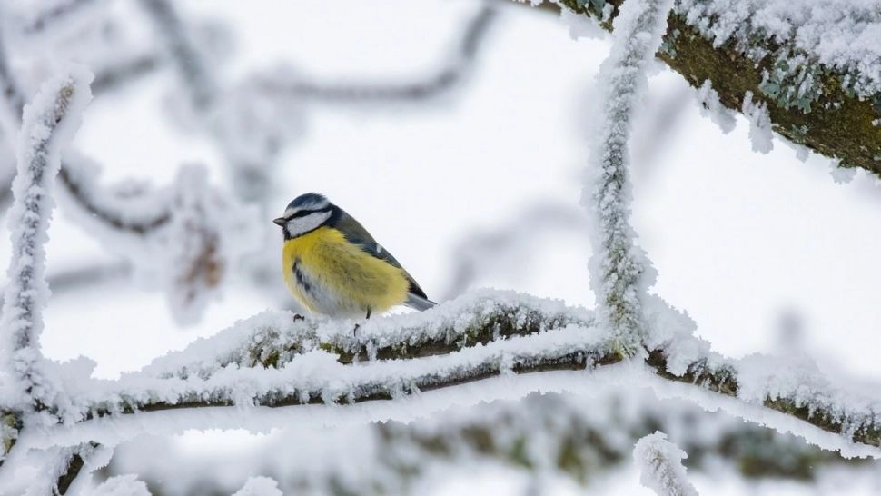 Prognoza pe o lună. Val polar peste România: fenomene severe, temperaturi extreme
