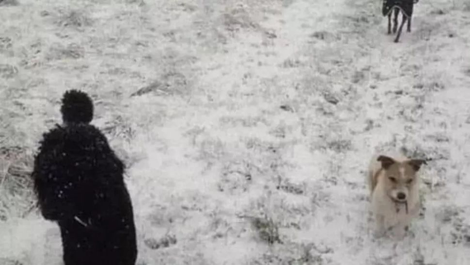 O iluzie optică bizară arată o persoană cu doi câini. Și tu vezi la fel? Ei bine, nu sunt!