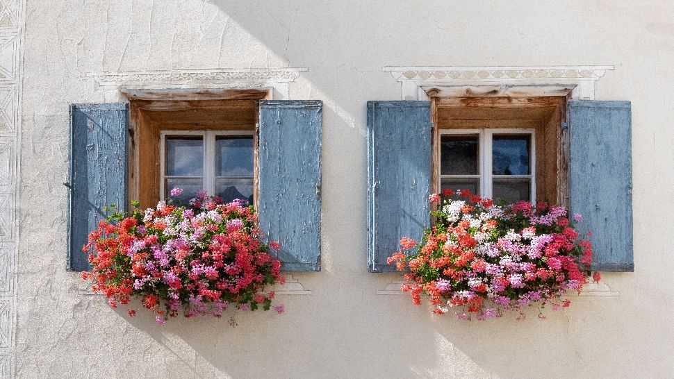 De ce se pune pastă de dinți la florile din ghiveci. Doar grădinarii experimentați cunosc acest truc