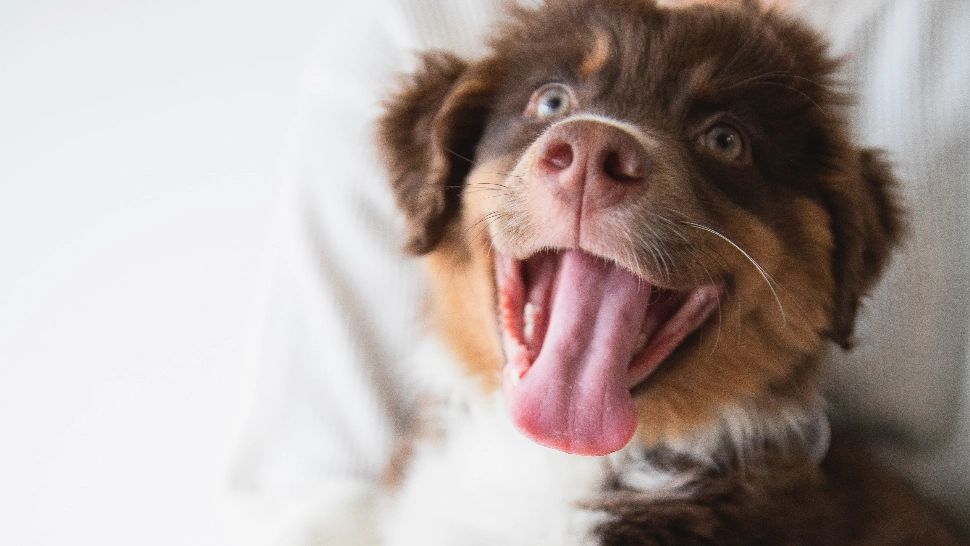 De ce ling, de fapt, câinii pielea oamenilor? Explicația uluitoare din spatele acestui obicei ciudat