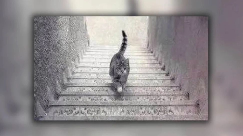 Cea mai enervantă iluzie optică. Ce face pisica din fotografie: urcă sau coboară scările?