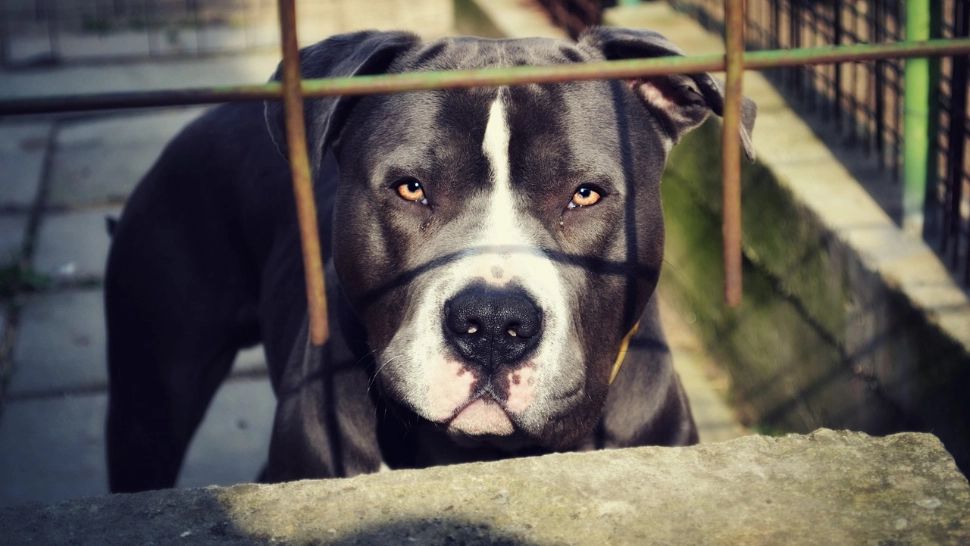 Cele mai periculoase rase de câini. Mușcă fără să stea pe gânduri și nu iartă niciun intrus