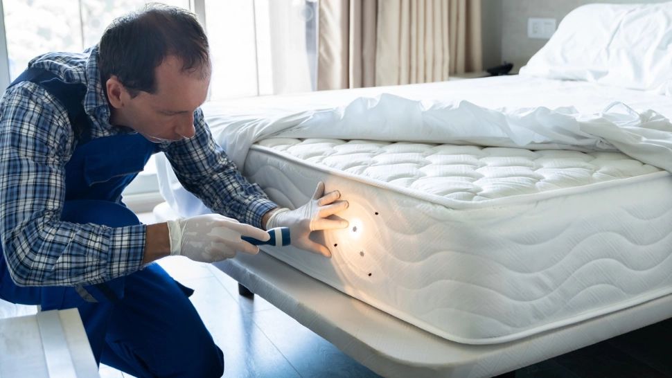 Ploșnițe în căminele Universităţii din Braşov. Părinții acuză o tentativă de mușamalizare