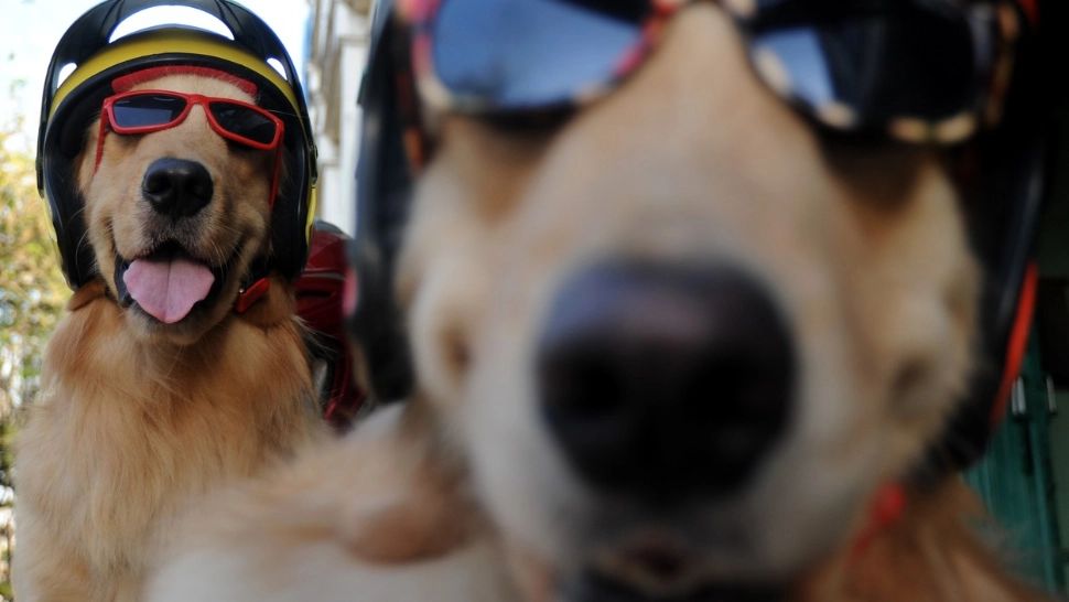 Prins pe aeroport cu ouă de ciocolată pline cu droguri de lux. Incredibil unde erau ascunse! L-au mirosit câinii