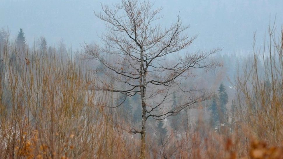 5 ianuarie 2024, cea mai călduroasă zi de ianuarie înregistrată vreodată la ”polul frigului” din România. De duminică vine gerul