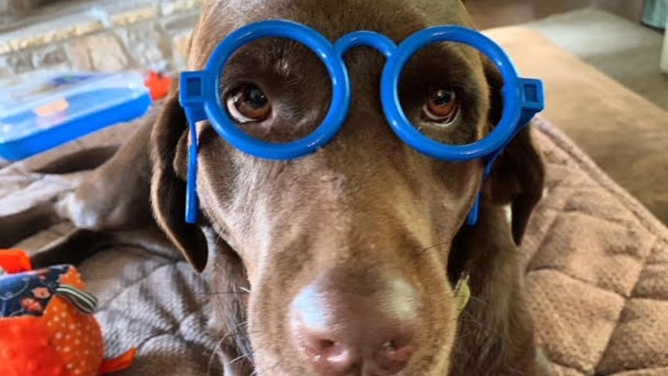 De ce dau câinii din coadă? Un nou studiu schimbă tot ceea ce credeam