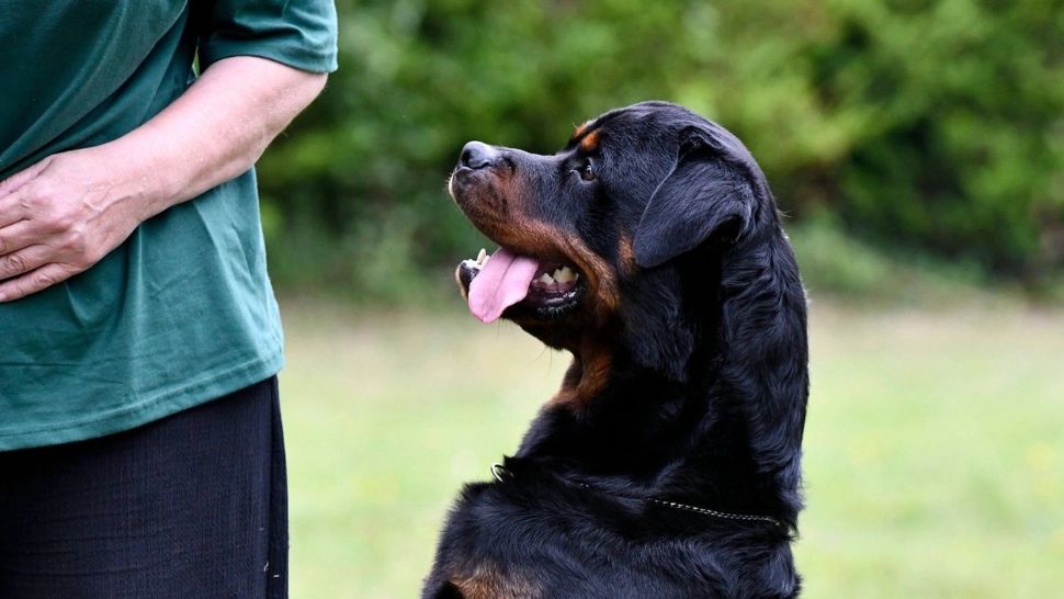 Baschetbalist de top, mușcat de propriul Rottweiler. Câinele s-a enervat că stăpânul a băut prea mult