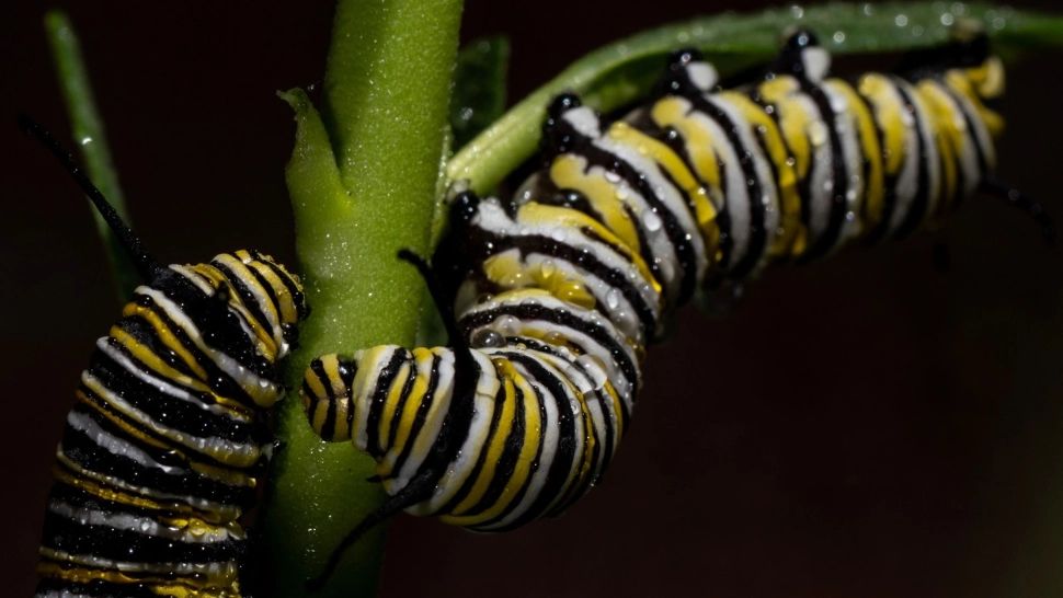 Ce trebuie să faci în ziua de 1 februarie dacă vrei să scapi de OMIZI tot anul
