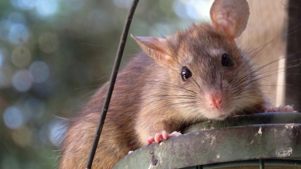 Șobolan surprins într-un supermarket din București. Tăietorul de pâine a fost oprit. Anunțul Protecției Consumatorilor