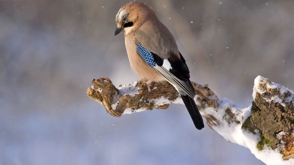 Vremea capricioasă ne va juca feste: zile mai calde, urmate de frigul obișnuit perioadei. Prognoza ANM pentru perioada 22 ianuarie - 19 februarie 2024 