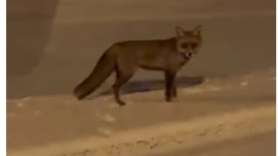 Vulpe surprinsă în timp ce se juca în zăpadă, în plin centrul orașului Sibiu VIDEO
