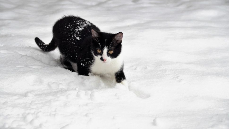 Val de aer polar peste România. Cât mai ține gerul: temperaturile cresc brusc, dar urmează încă un episod de vreme severă
