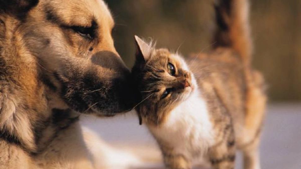 Dezbatere halucinantă a cercetătorilor: Animalele de companie poluează la fel de mult ca mașinile