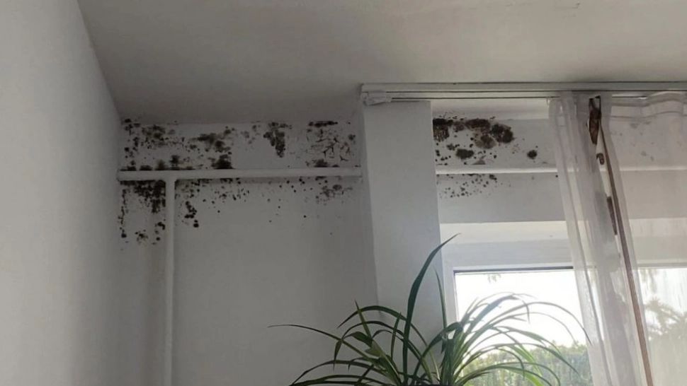 Revolta elevilor unui liceu privat din Dej care țin cursurile într-o sală plină de mucegai: "Ne îmbolnăvim aici!"