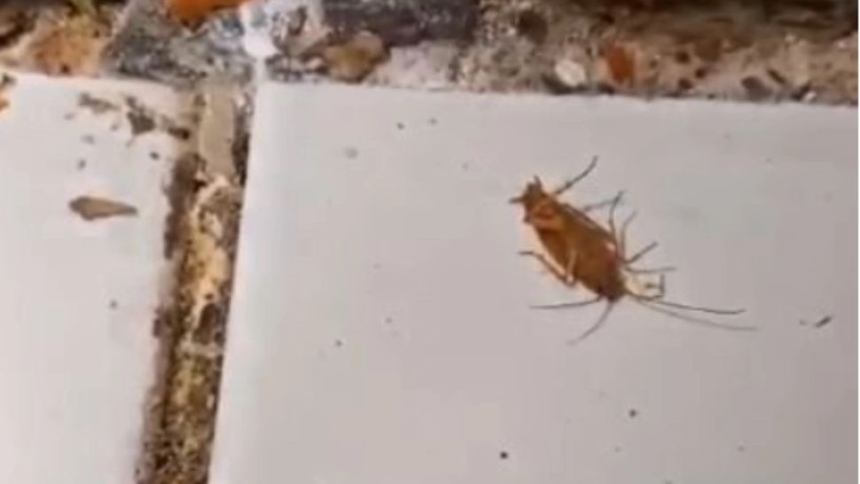 Restaurant chinezesc din Iaşi, închis de Protecţia Consumatorilor. Gândacii mișunau în interior iar mizeria era la ea acasă