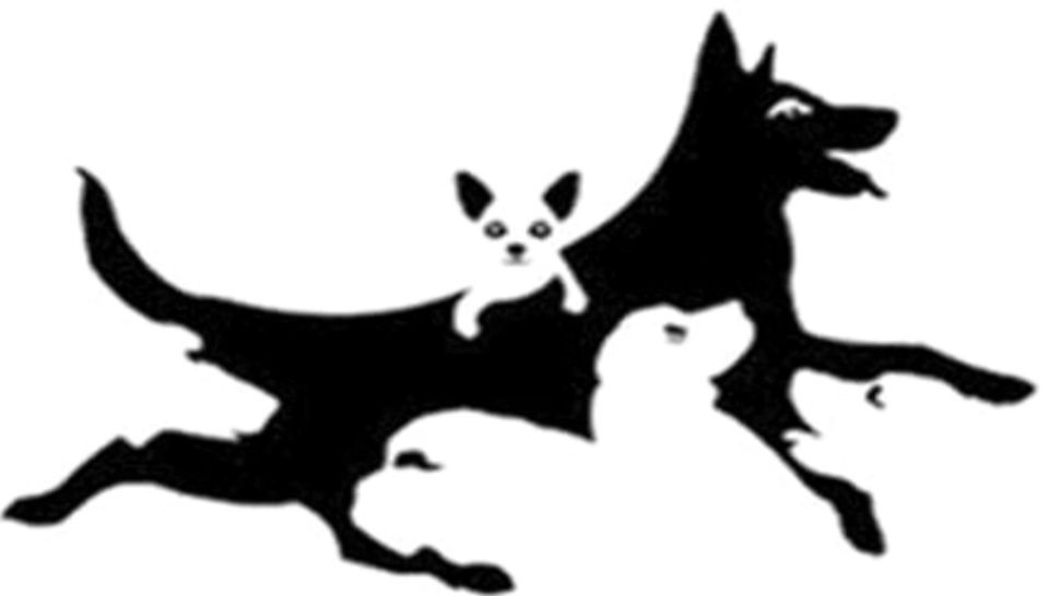 Câți câini vezi în imagine? Numărul dezvăluie vârsta ta mentală