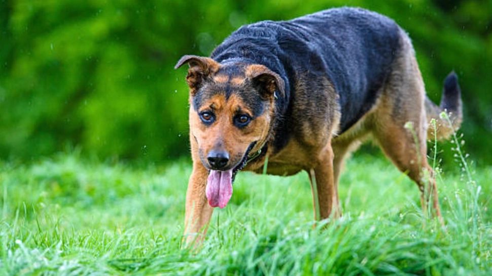 Bătrână în stare gravă, după ce a fost atacată de o haită de câini