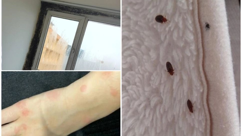 Groaza din căminele de la Grozăvești: Invazie de ploșnițe, gândaci și șoareci, igrasia este la ea acasă. Reacția Universității București