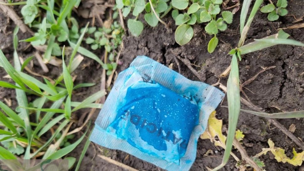 IMAGINI de coșmar în județul ARAD. Zeci de căprioare au murit, otrăvite cu substanțe pentru șoareci. Anchetă uriașă - FOTO