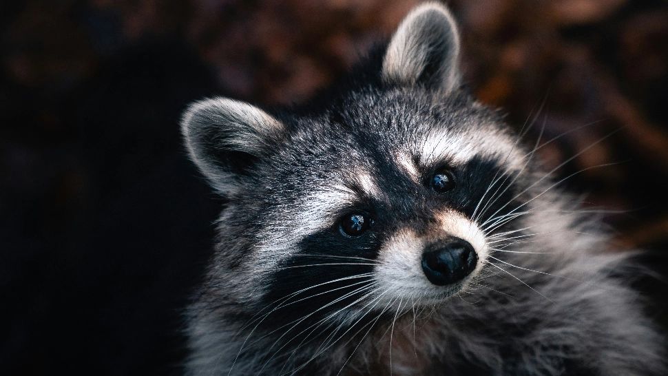 Un raton a provocat haos în cel mai mare oraș din Canada. Oameni blocați în lifturi, semafoare oprite și mii de oameni în beznă