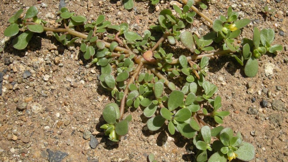 Dacă vezi buruiana asta în curte nu o îndepărta. Aduce o mulțime de beneficii, de care puțini știu 