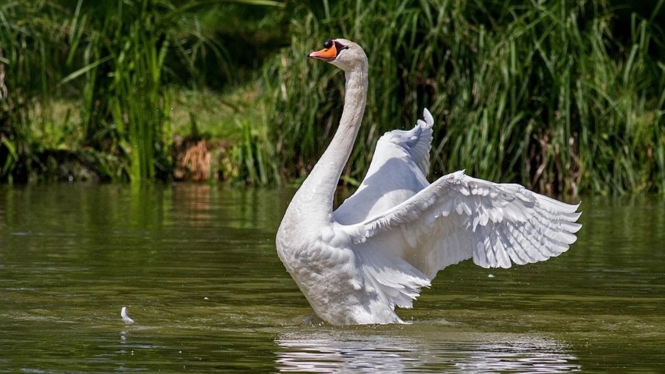 Suspiciuni de gripă aviară în București: o lebădă a fost găsită moartă într-un parc
