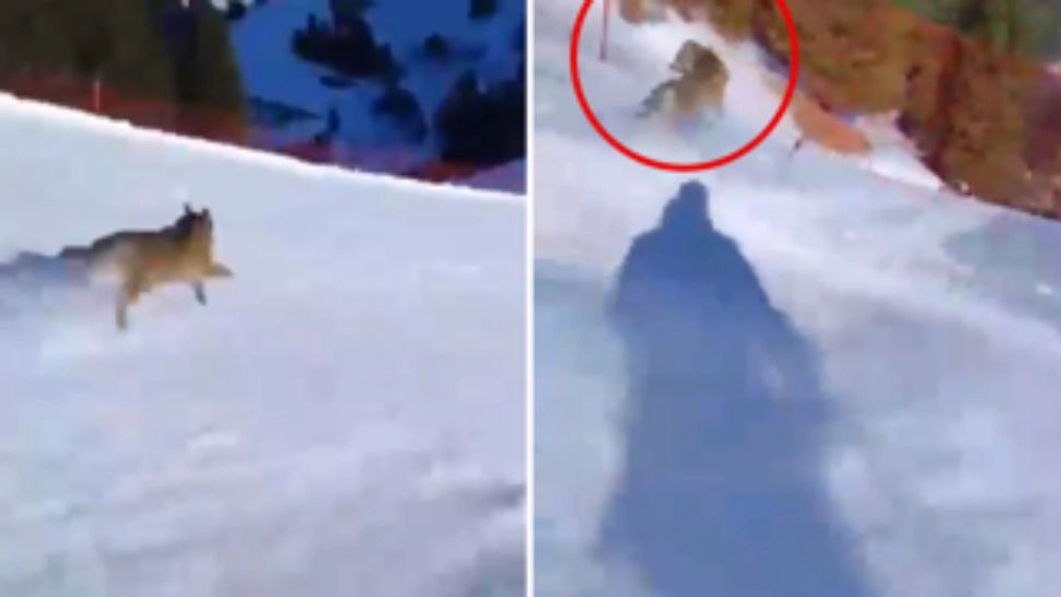 Un schior riscă să ajungă la închisoare pentru că a filmat un lup pe pârtie. Cum s-a ajuns la o astfel de situație