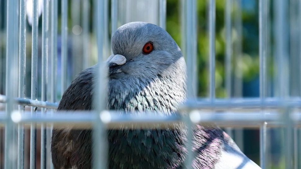 Autoritățile indiene au arestat un porumbel și l-au ținut prizonier 9 luni. Inele legate de picioarele păsării i-au pus în alertă