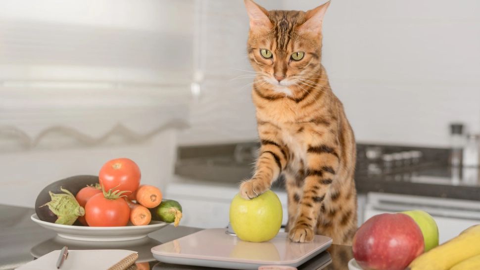 Lista completă de fructe și legume pe care le poate mânca o pisică. Toate alimentele vegetale sigure pentru felina ta 