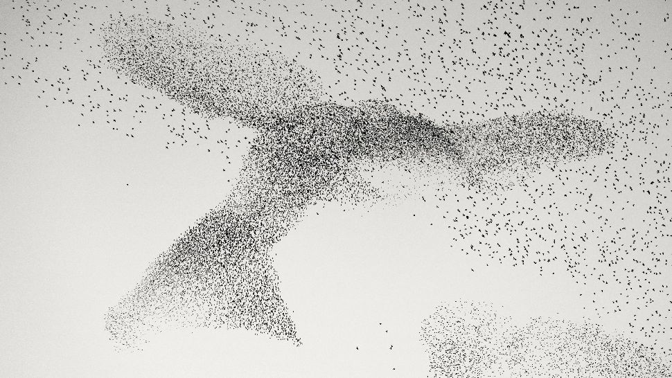 Român premiat pentru una dintre cele mai frumoase fotografii cu natură sălbatică. Unde a fost surprinsă imaginea