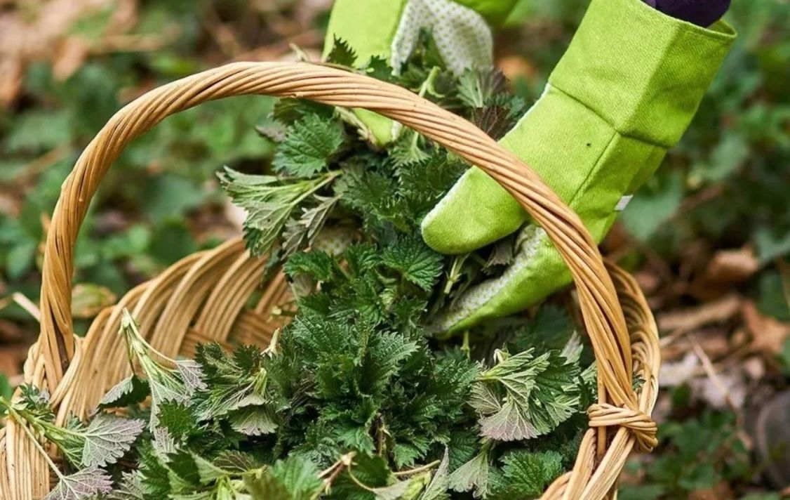 Urzicile și verdețurile au ajuns un lux pentru români! Prețuri care rivalizează cu alimente de bază