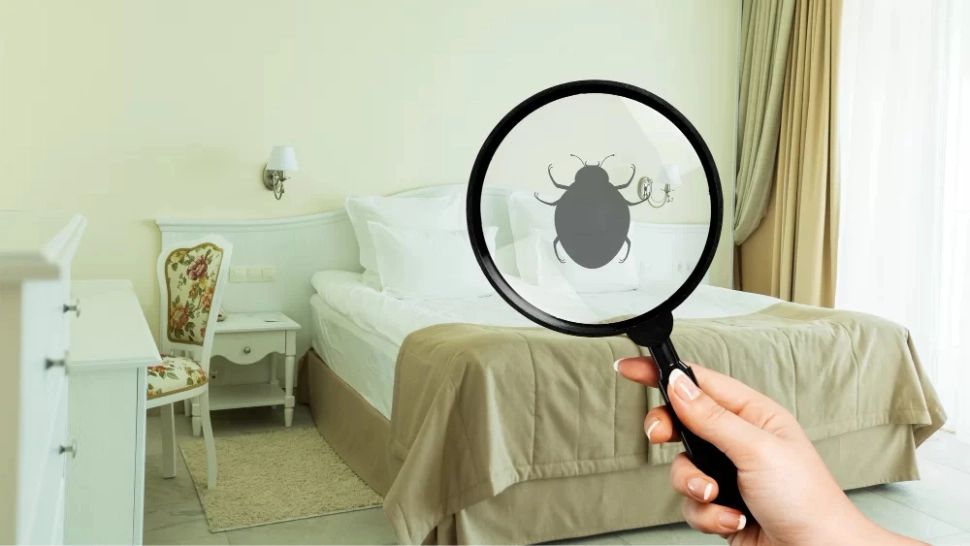 Locurile din casă unde se pot ascunde ploșnițele. Nu te-ai fi gândit niciodată la ele 