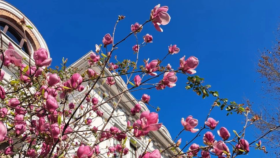 Copacul norocului. Plantează-l în curtea ta, în luna aprilie, ca să ai bogăție în viață! În plus, toți vecinii îl vor admira