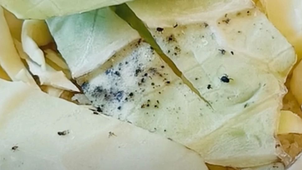 Un copil a făcut toxiinfecție alimentară după ce a mâncat un sandwich cu varză stricată și muște, la școală - VIDEO