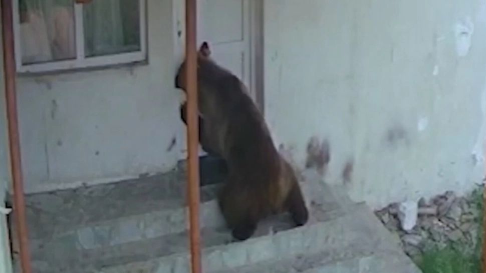 Autoritățile prahovene, păcălite de urs! Oamenii sunt terorizați: cum fentează noul "Rambo" capcanele 