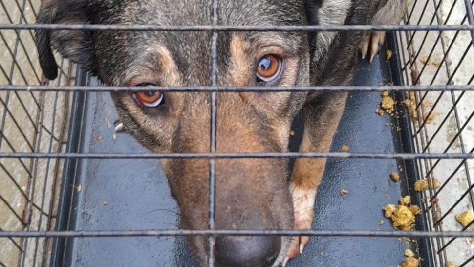 Animale ținute în condiții improprii, descoperite într-un apartament din Vulcan. Un câine a murit, după ce a sărit pe geam, de la etajul VIII