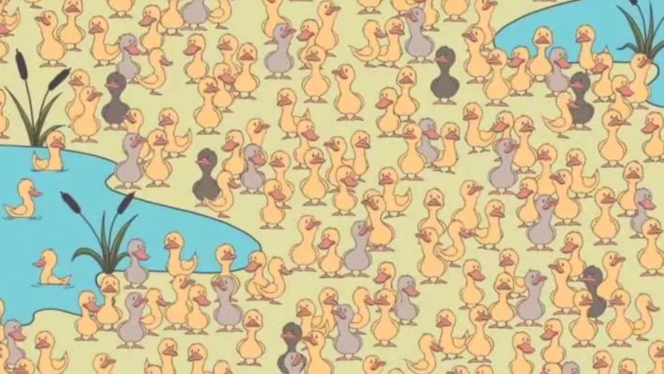 Descoperă puiul din imagine într-o mare de rățuște! Doar 2% dintre oameni reușesc să îl depisteze: ce spune asta despre tine  