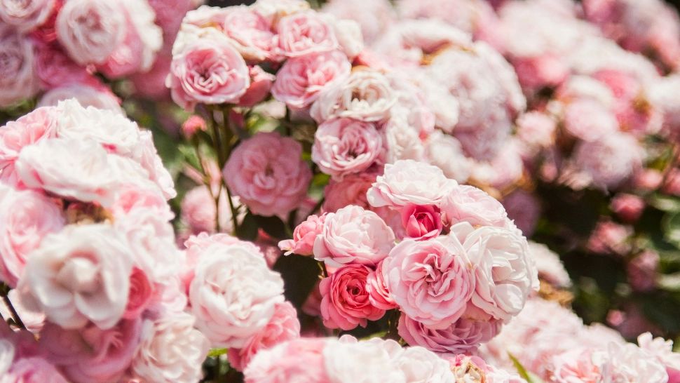 Ce trebuie să pui la rădăcina trandafirilor, în luna martie, pentru a înflori spectaculos. Trei trucuri magice, la îndemâna oricui