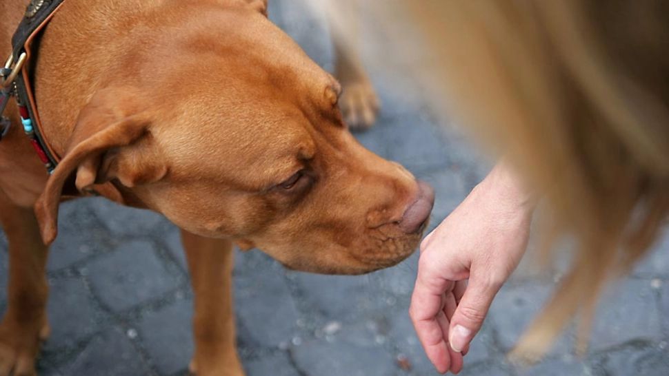 Pot animalele să „miroasă frica oamenilor? Cât de mult ne putem ascunde teama de simțurile patrupedelor